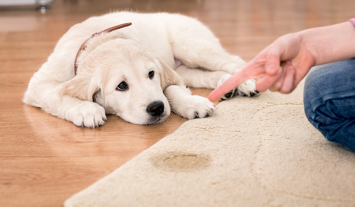 pet being scolded for urinating, peeing on a rug